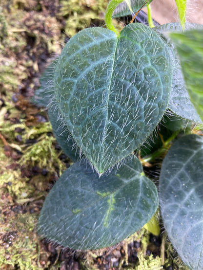 Ficus villosa