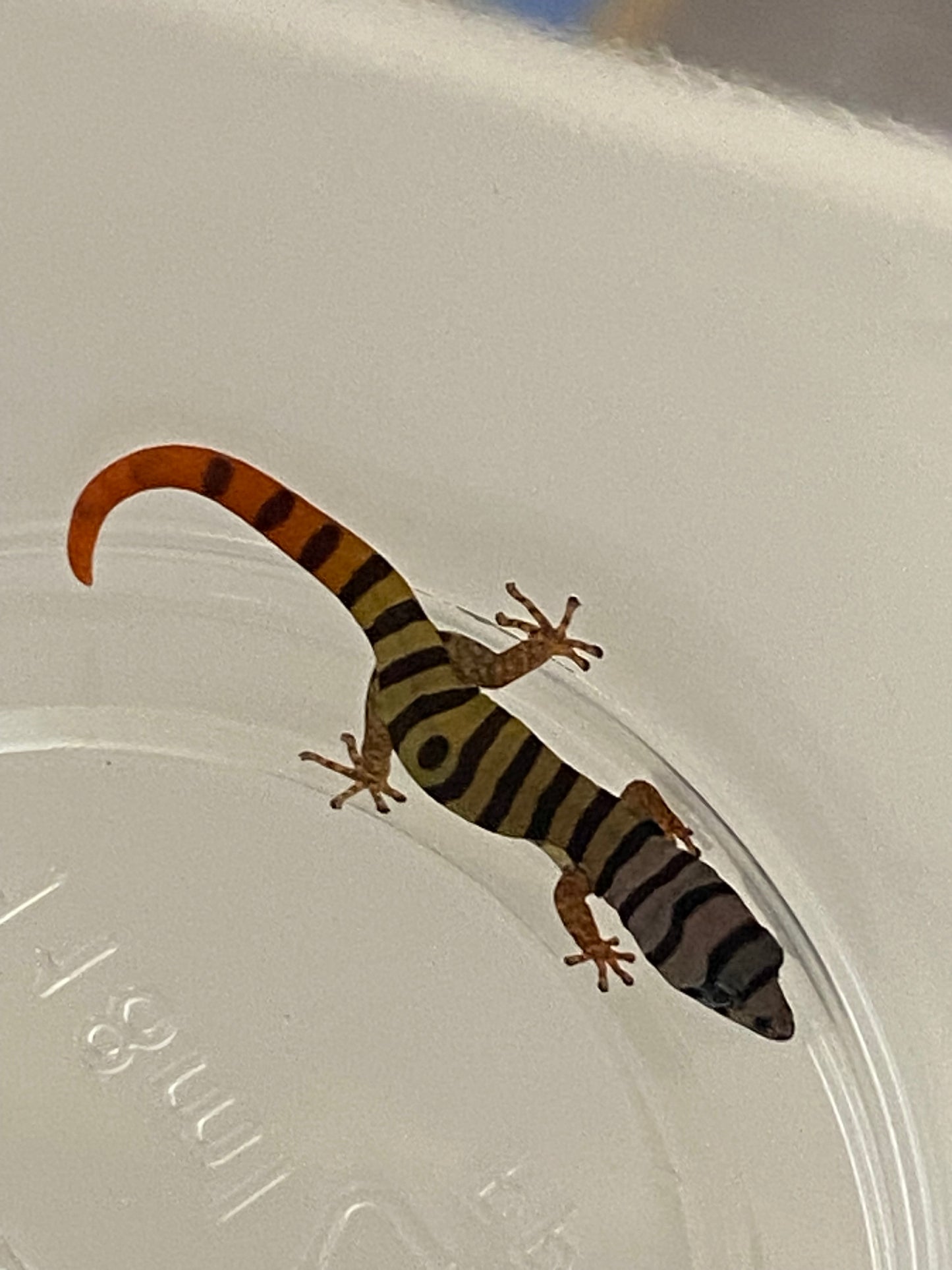 Elegans (Sphaerdactylus Elegans)