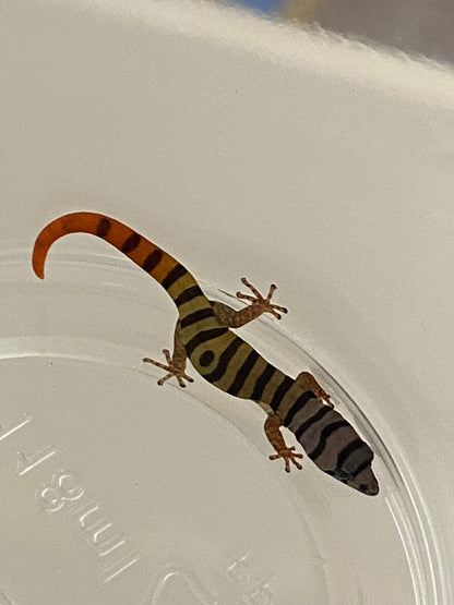 Elegans (Sphaerdactylus Elegans)