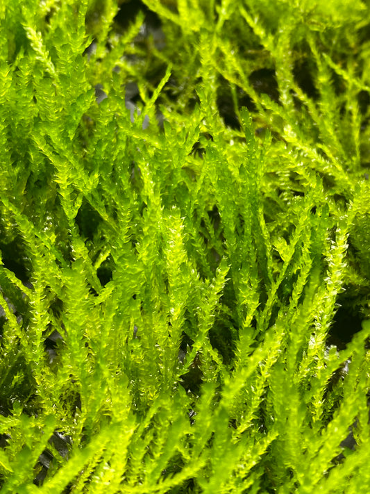 Vesicularia ferriei "Weeping Moss"