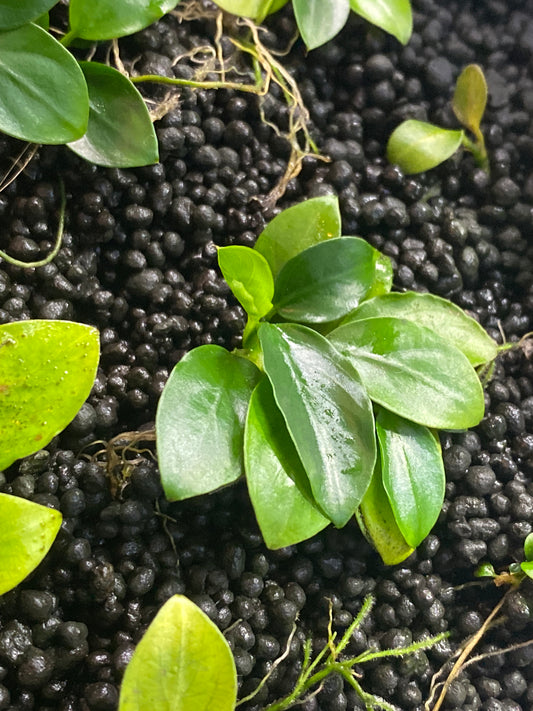 Anubias Bartering Anan