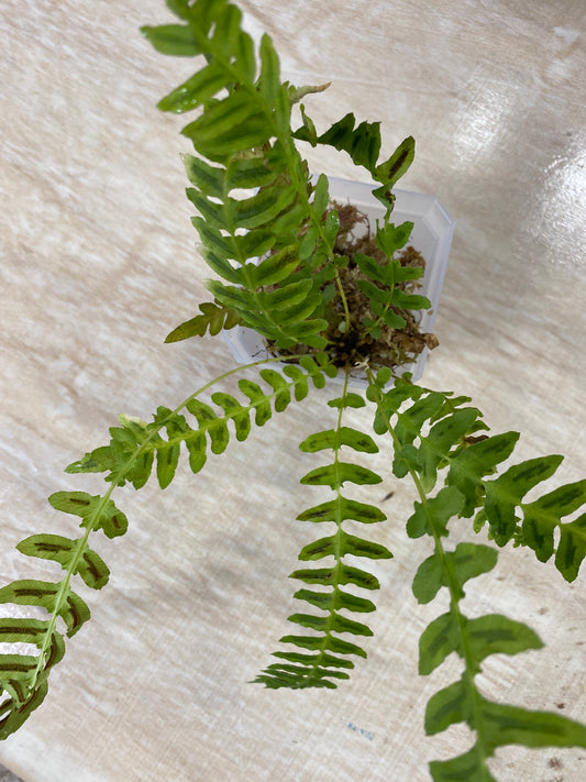 Asplenium sp. "Tarapoto"
