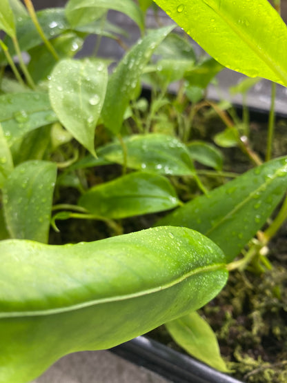 Anthurium Gracile