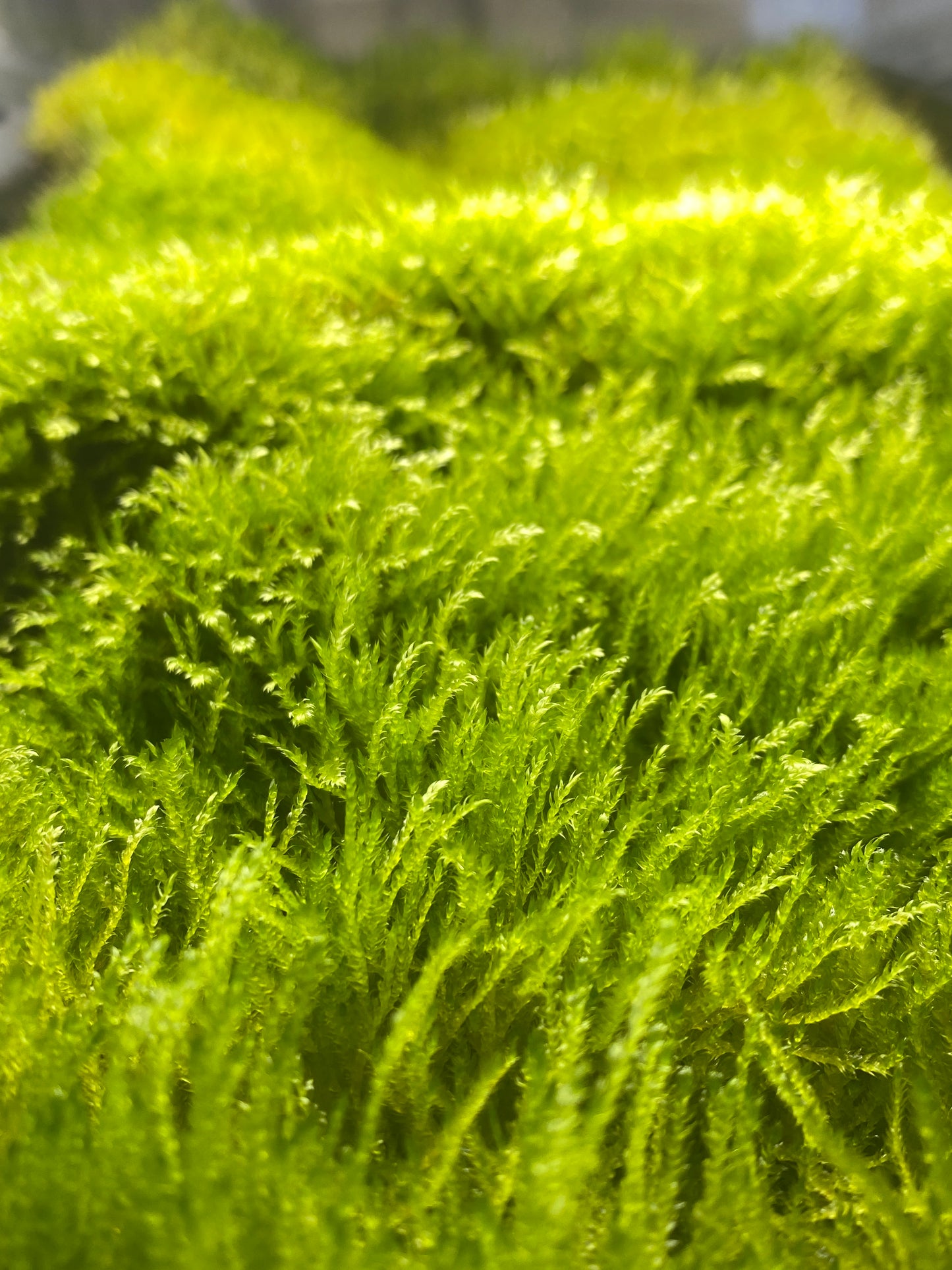 Vesicularia ferriei "Weeping Moss"- aprox 4x4” mat