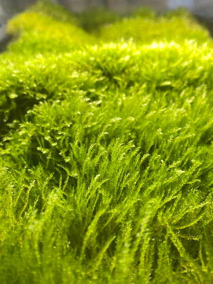 Vesicularia ferriei "Weeping Moss"- aprox 4x4” mat