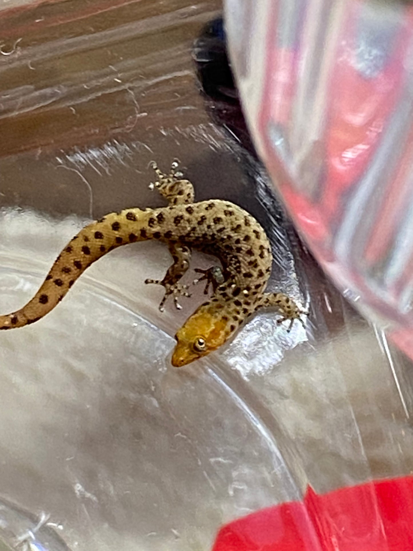 Sphaerodactylus Diffiilus Diolenius