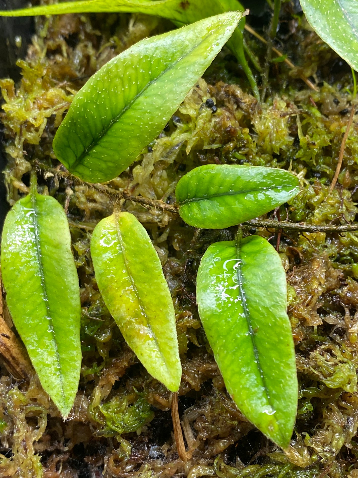 Microgramma aff. piloseloides "Large Form Peru"