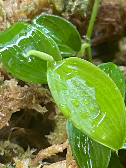 Philodendron sp "Condor Mini"