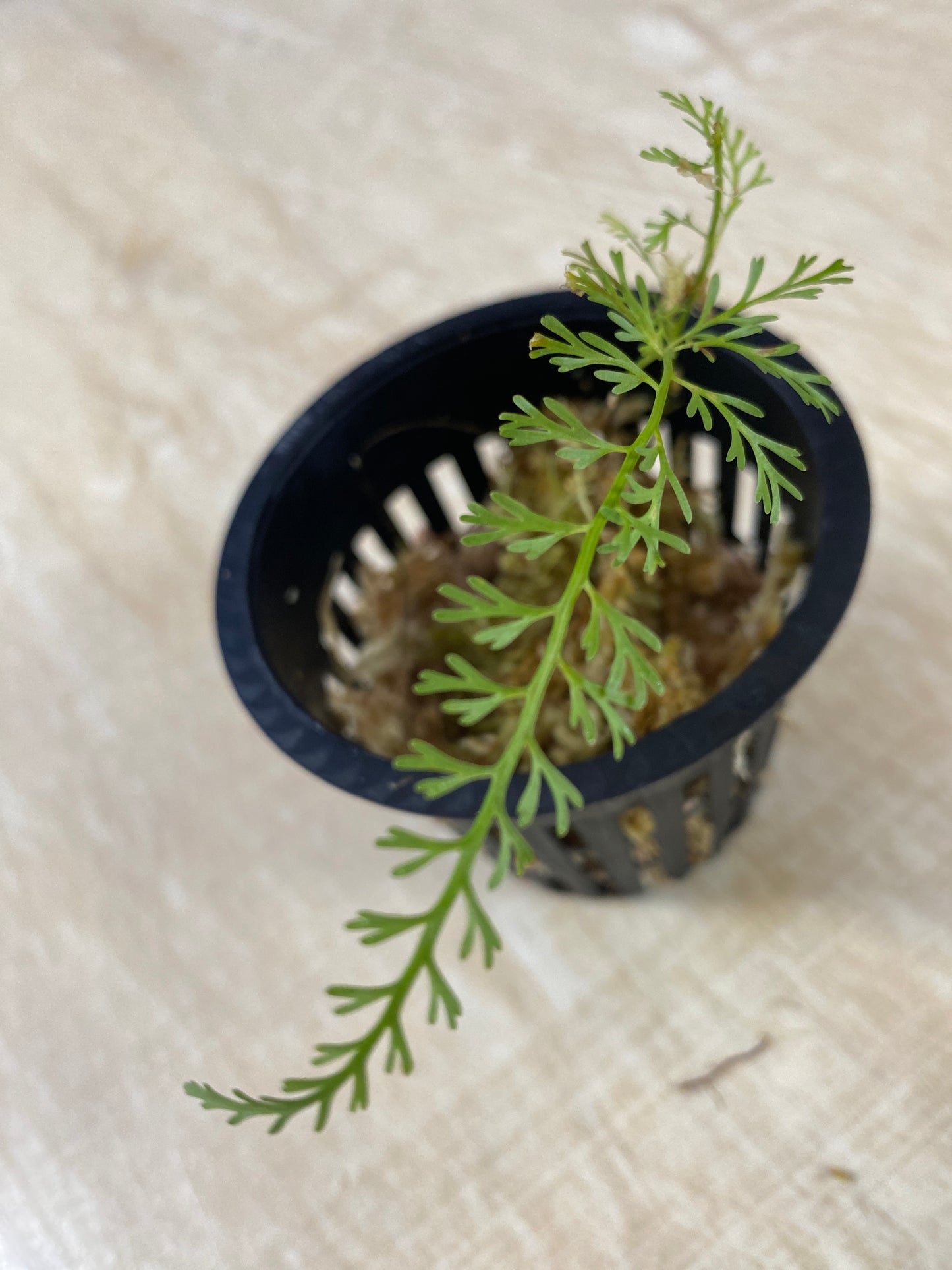 Asplenium aff. cuspidatum "Zanahoria"