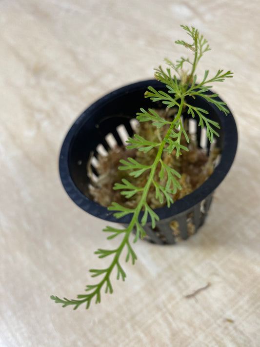 Asplenium aff. cuspidatum "Zanahoria"