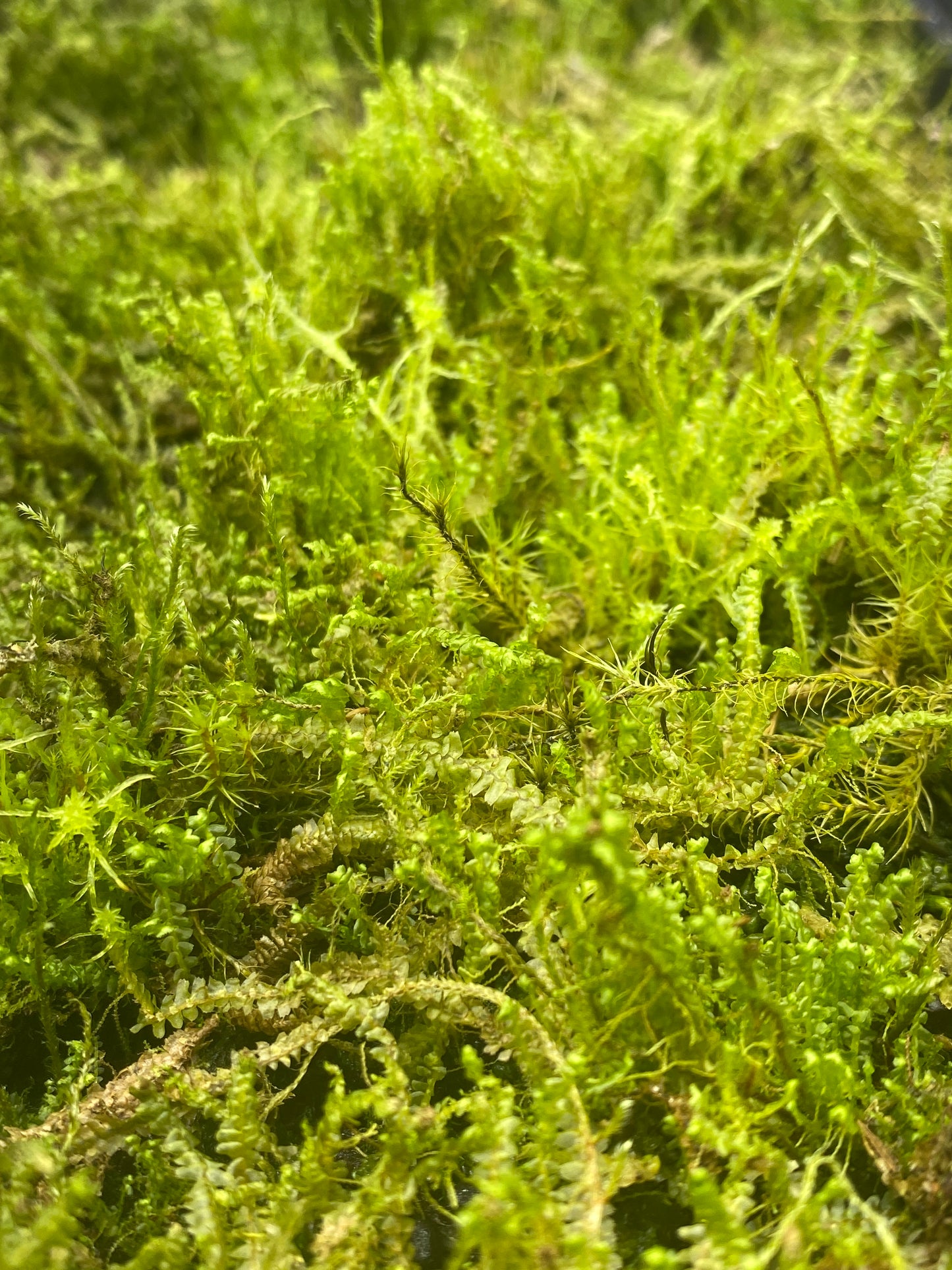 Spoon Leaved Moss-Bryoandersonia illecebra-aprox 4x4” mat