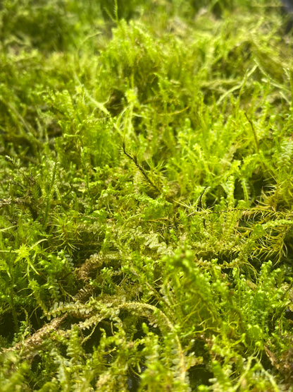 Spoon Leaved Moss-Bryoandersonia illecebra-aprox 4x4” mat