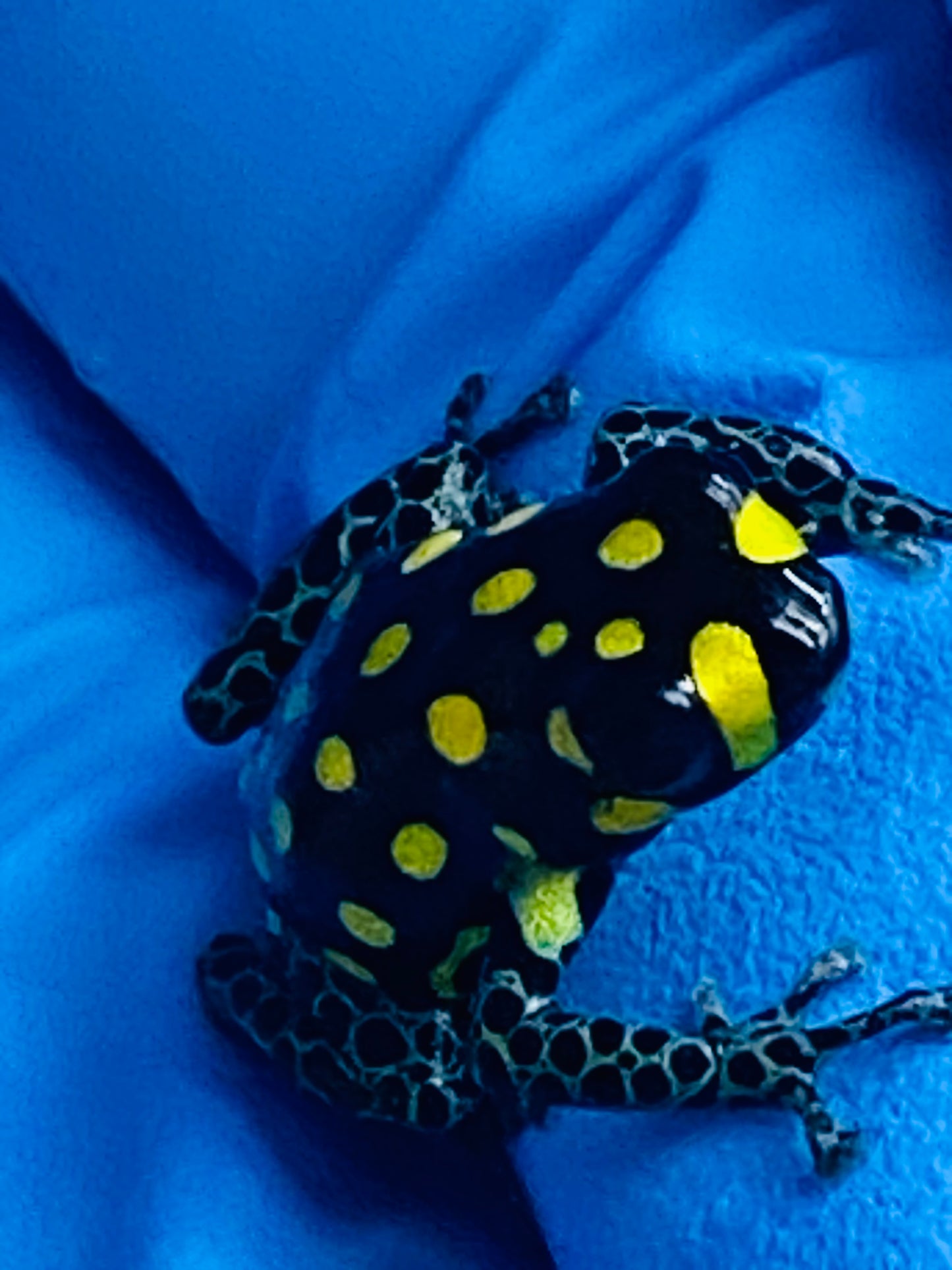 Ranitomeya vanzolinii