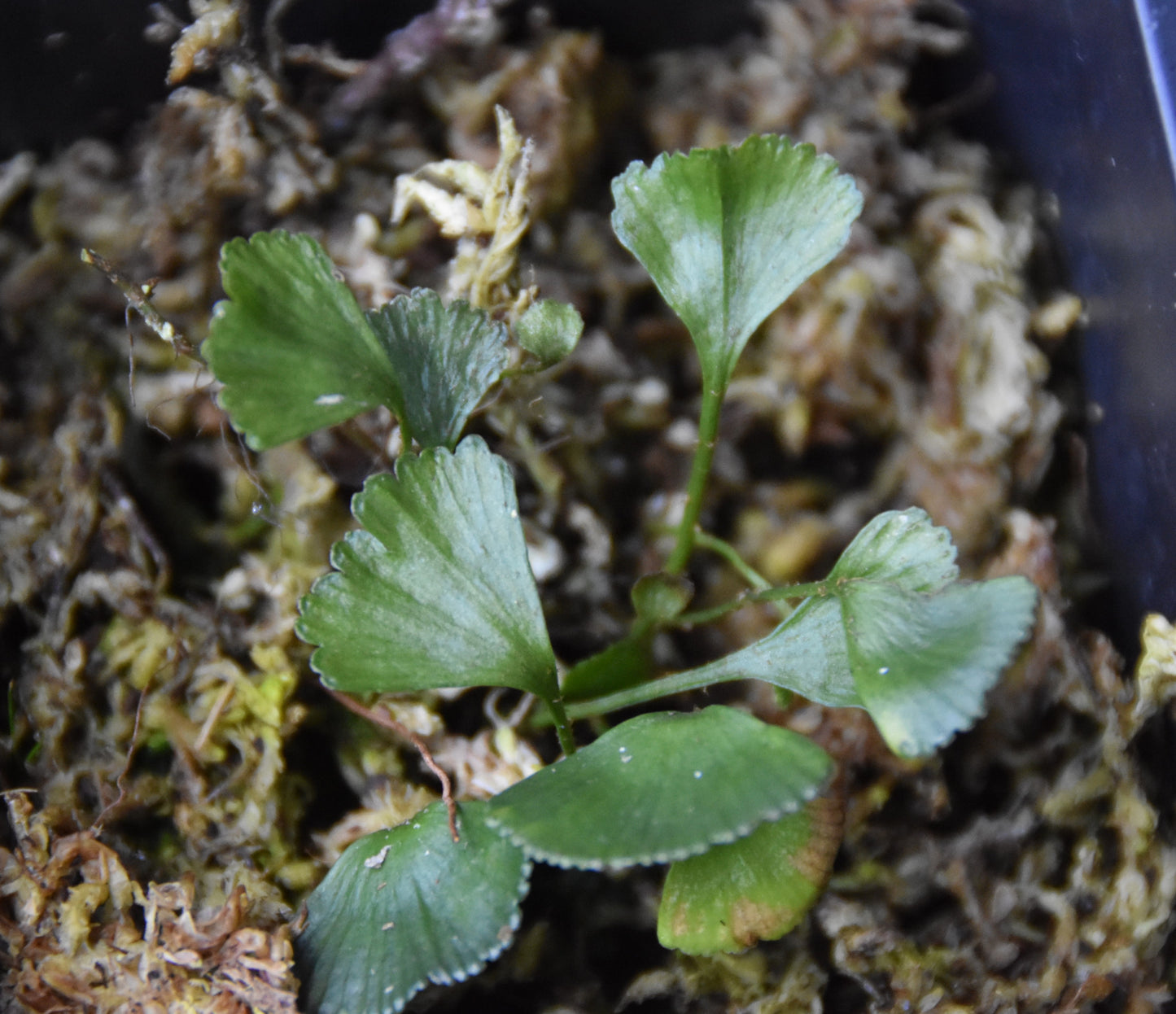 Elaphoglossum elaphoglossum - Peru Ginko