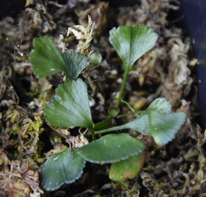 Elaphoglossum elaphoglossum - Peru Ginko
