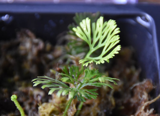 Elaphoglossum Peltatum "Enano-Peru"