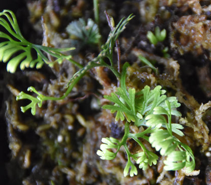Elaphoglossum Peltatum "Enano-Peru"