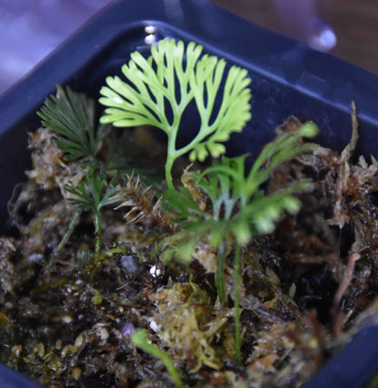 Elaphoglossum Peltatum "Enano-Peru"