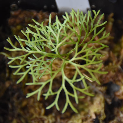 Elaphoglossum Peltatum "type 1"