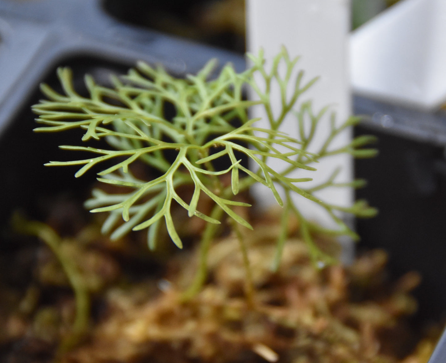 Elaphoglossum Peltatum "type 1"