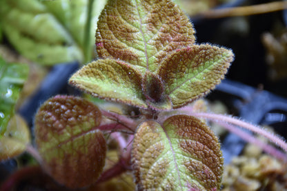 Episcia blue nile