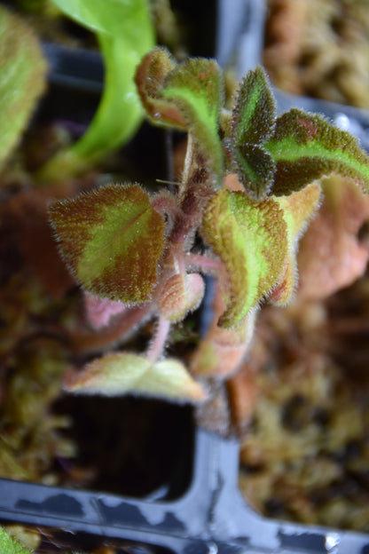 Episcia pink panther