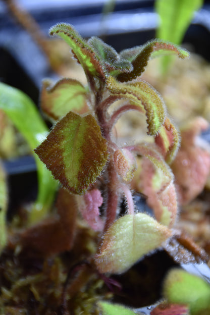 Episcia pink panther