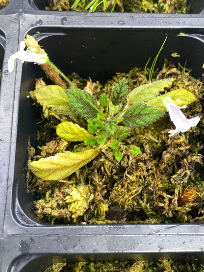 Sinningia Muscicola "Rio Das Pedras"