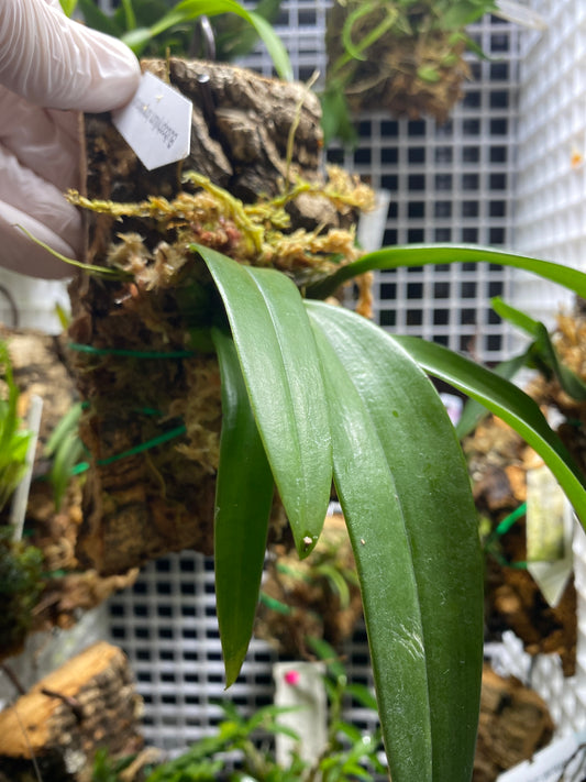 Bulbophyllum longissimum