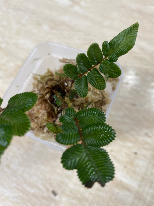 Danaea sp. Northern Peru