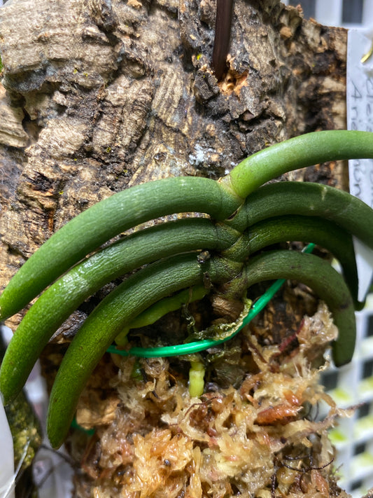 Cleisostoma arietinum