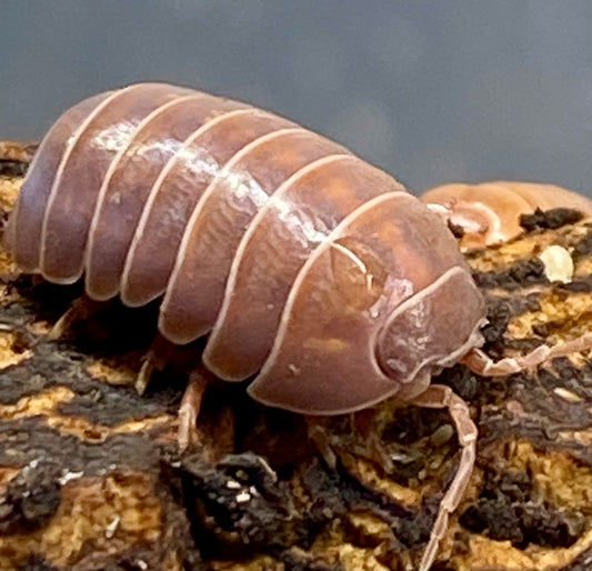 Orange Vigor (Armadillidium vulgare) Isopods