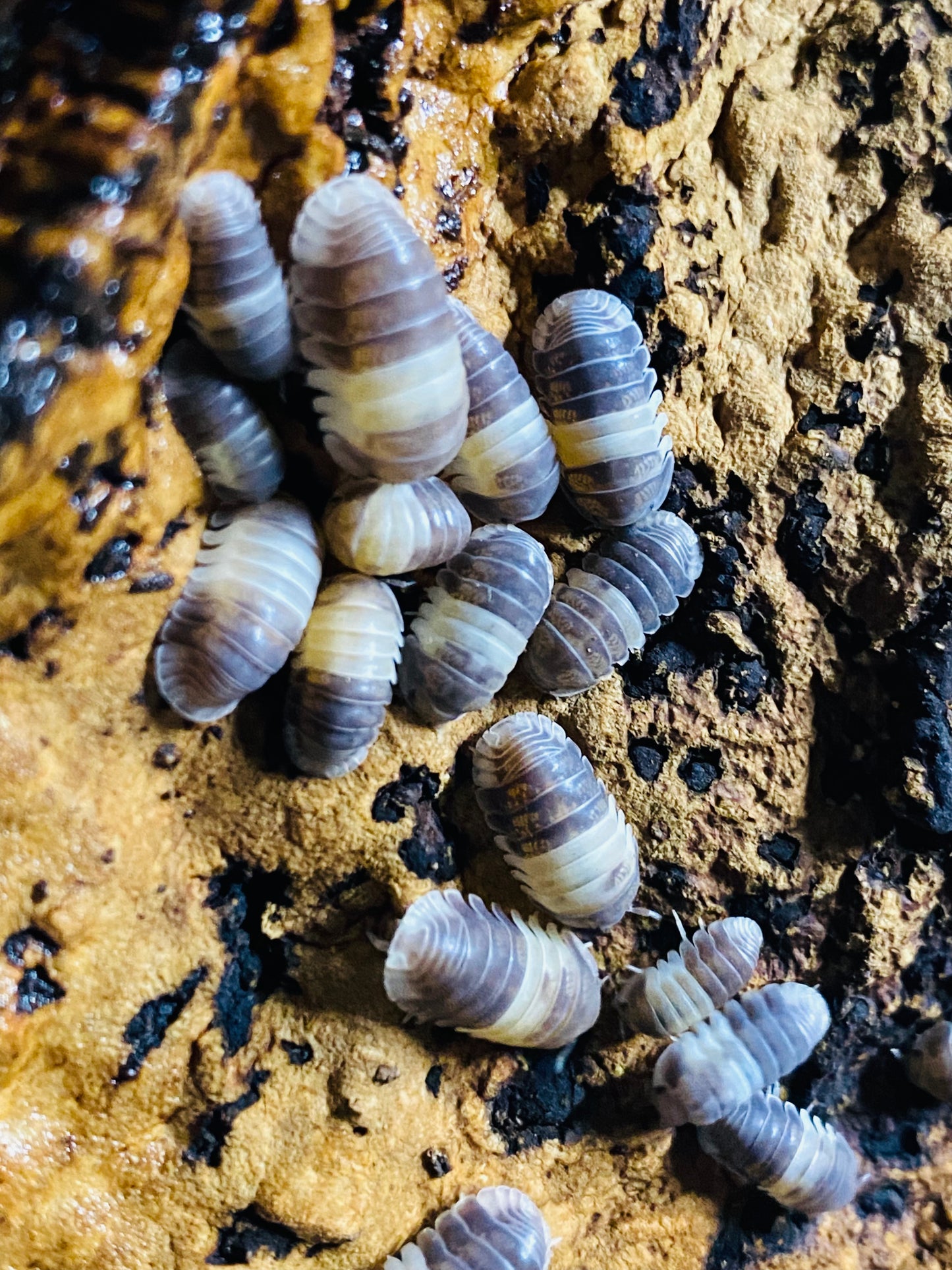 Panda King (Cubaris sp.) Isopods