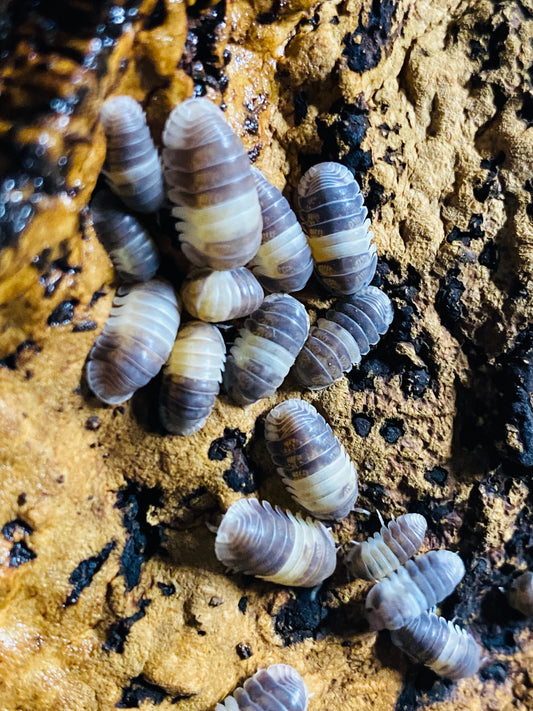 Panda King (Cubaris sp.) Isopods