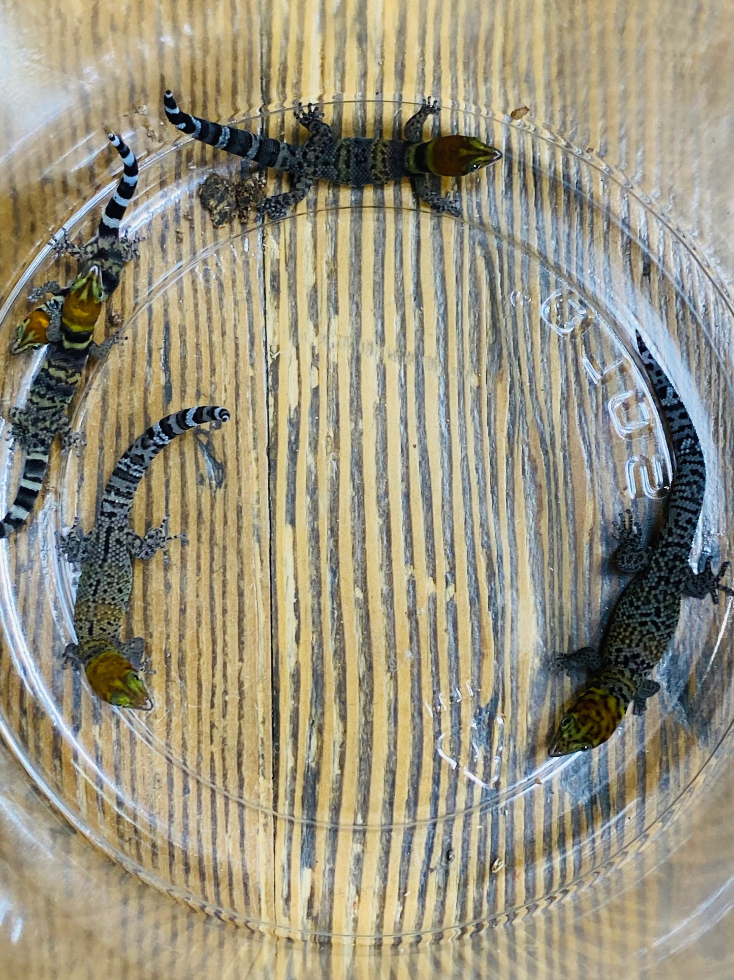 Rosa (Sphaerdactylus Rosaurae "high red")