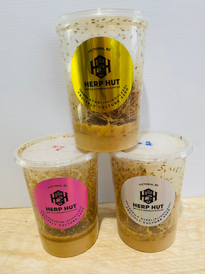 Ready Made Fruit Fly Cultures