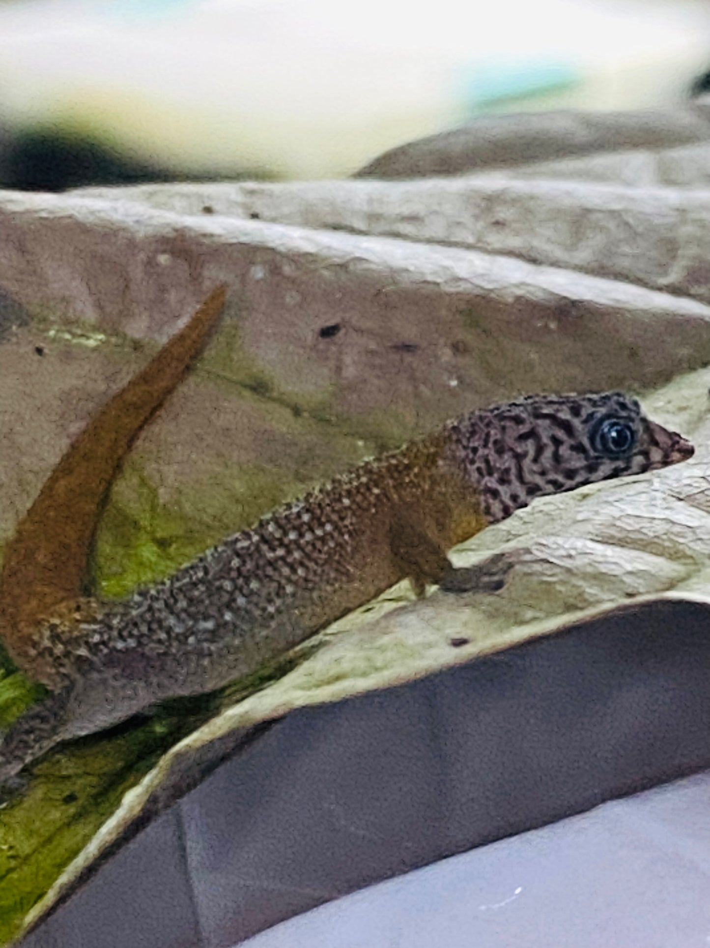 Sphaerodactylus
 Fantasticus Fantasticus