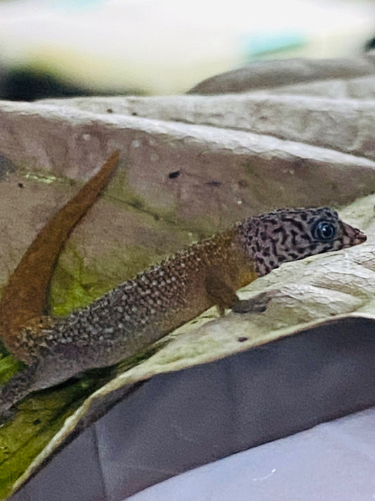 Sphaerodactylus
 Fantasticus Fantasticus