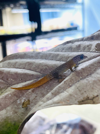 Sphaerodactylus
 Fantasticus Fantasticus