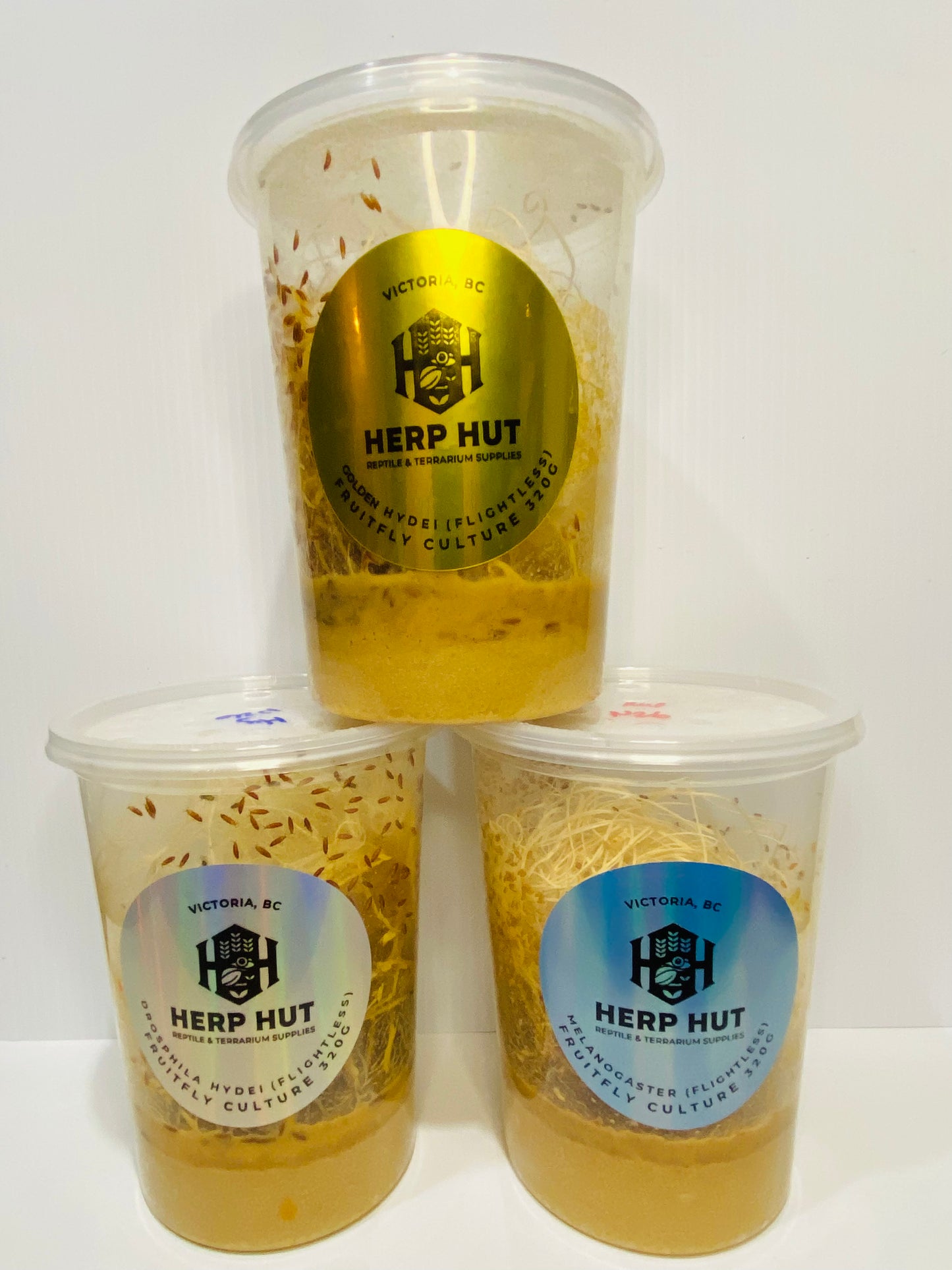 Ready Made Fruit Fly Cultures