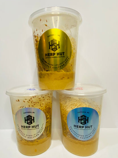 Ready Made Fruit Fly Cultures