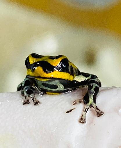 Ranitomeya sirensis “Rio Pachitea Yellow” dart frog