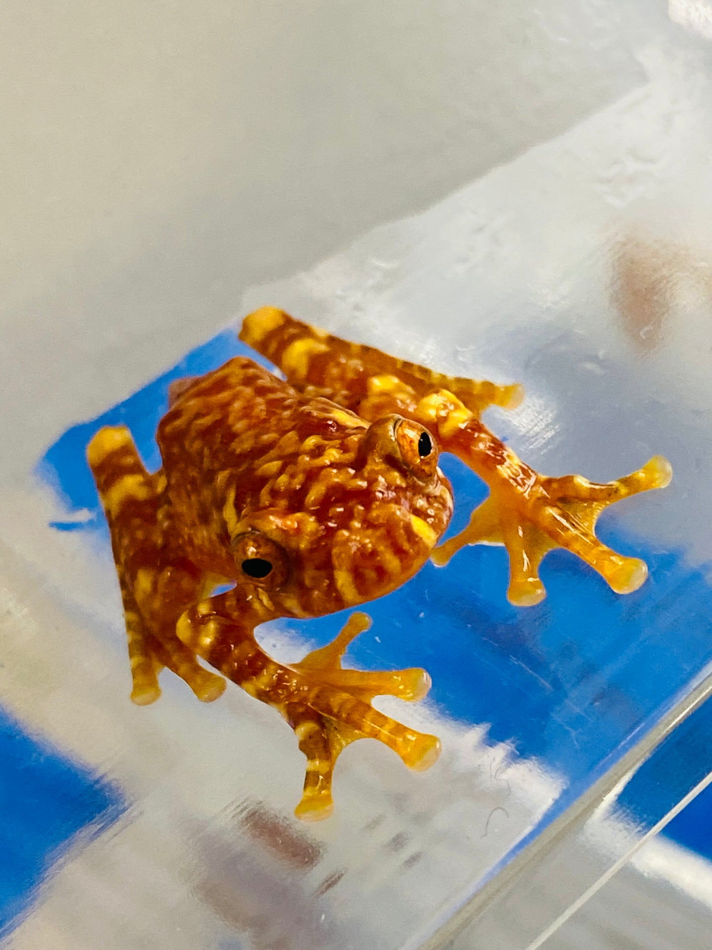 CB Wallaces Flying Froglets (Rhacophorus Nigropalmatus)