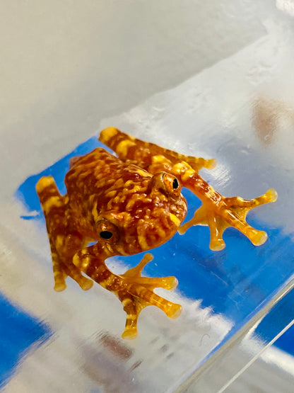 CB Wallaces Flying Froglets (Rhacophorus Nigropalmatus)