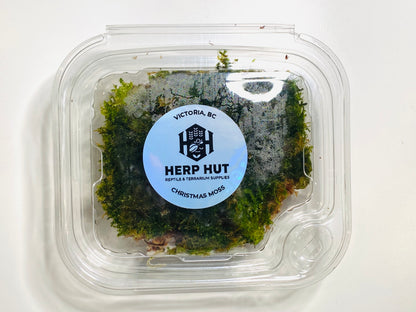 Vesicularia montagnei "Christmas Moss"- aprox 4x4” mat