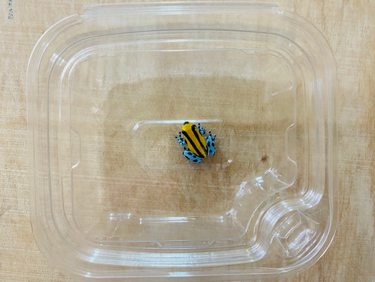 Ultra Clear Shipping cups with hinged lid . 8oz Rectangle