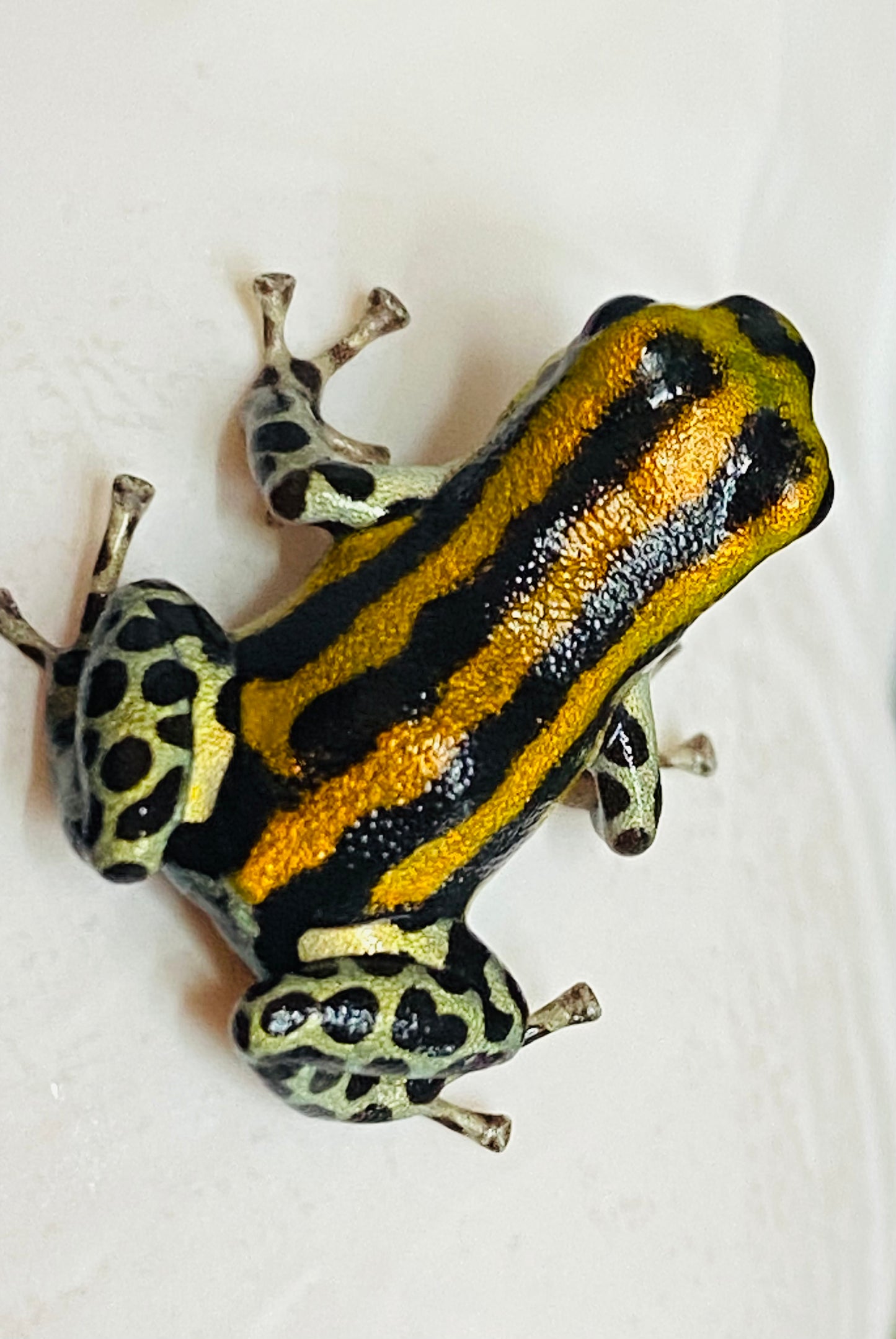 Ranitomeya sirensis “Rio Pachitea Yellow” dart frog