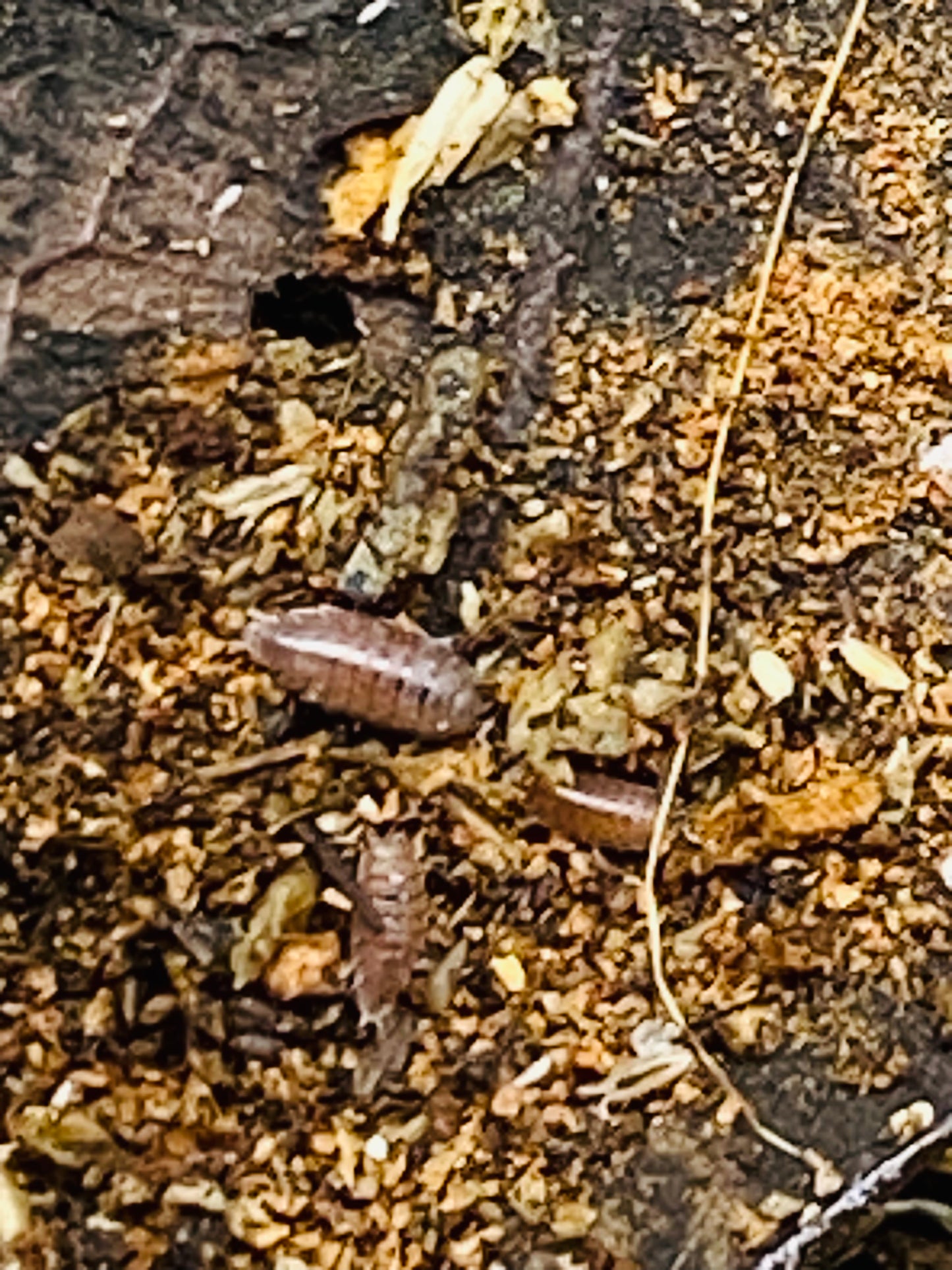 Dwarf Purple Isopods (Trichoniscus)