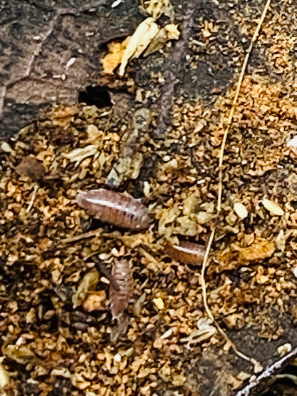 Dwarf Purple Isopods (Trichoniscus)