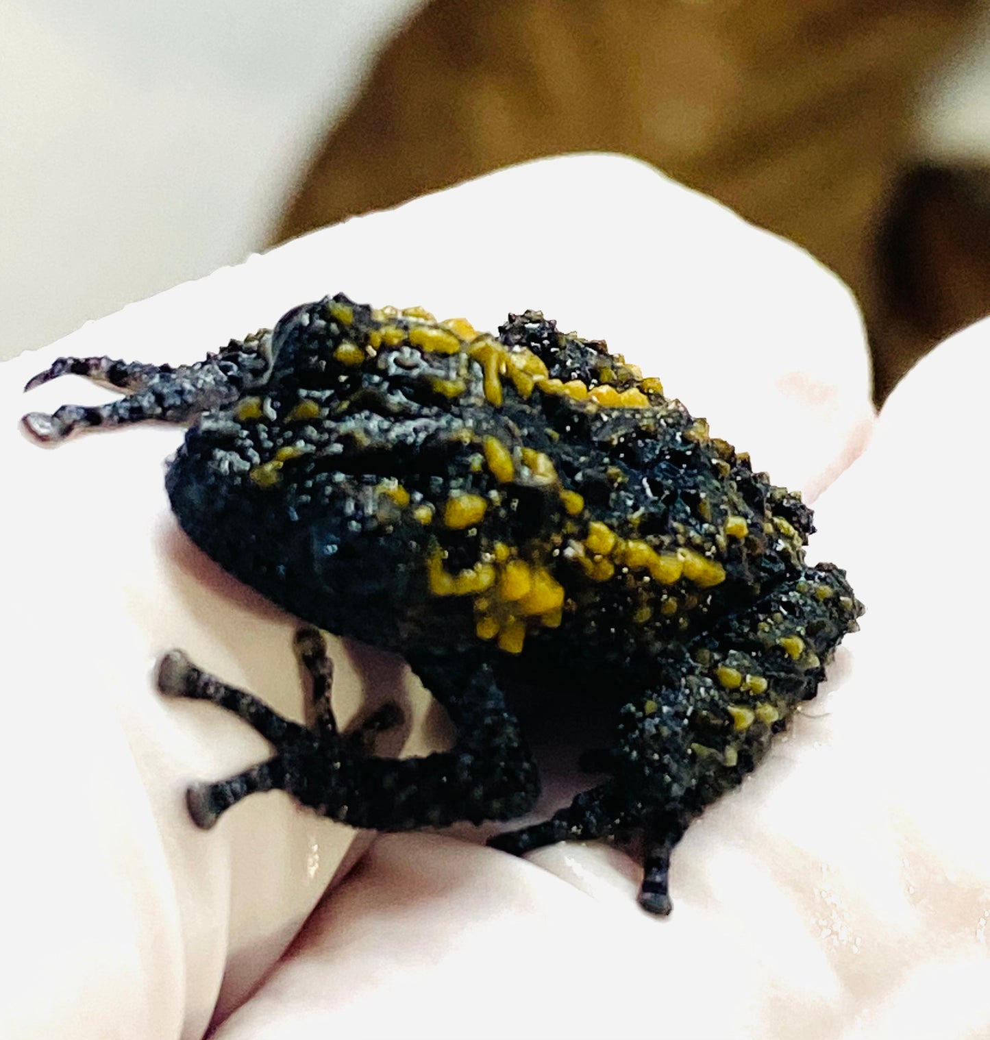 CB Lava Mossy Froglets (Theloderma Gordoni)